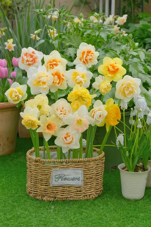 进口洋水仙种球重瓣大花多年生耐寒地栽盆栽水培庭院阳台种植