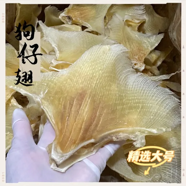 精选大号海刺干 天星刺 海狗翅 狗仔翅 软骨翅 海产干货 煲汤食材