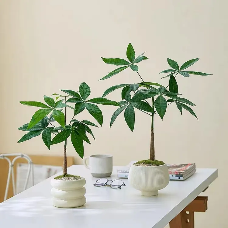 小盆栽发财树禅意室内植物客厅办公室桌面绿植四季耐旱好养活