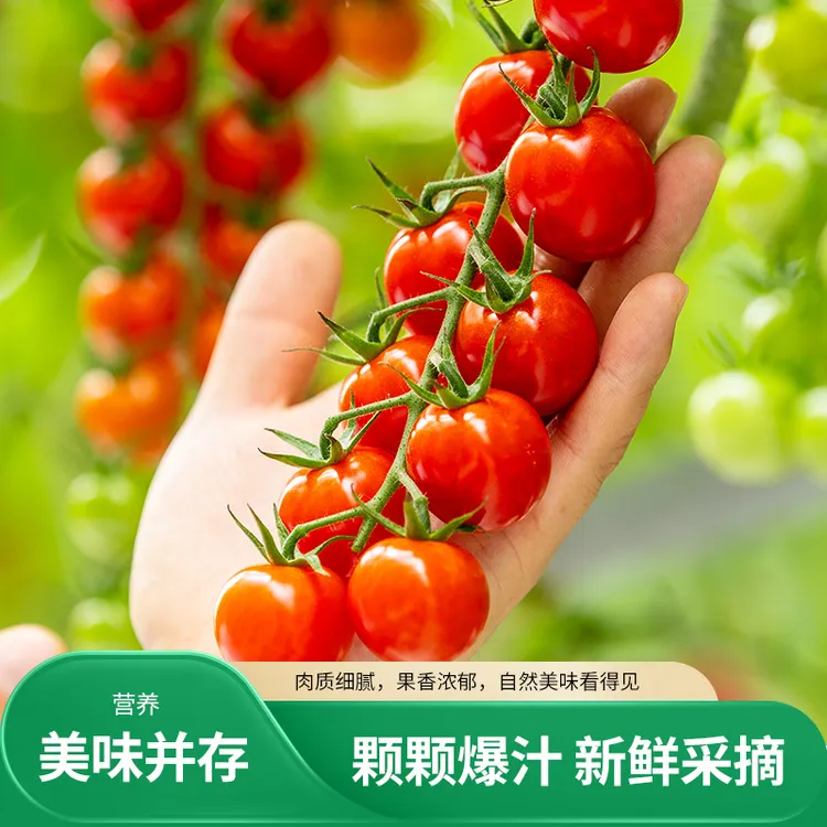 【顺丰包邮】2斤串番茄樱桃番茄酸甜爆浆脆甜小西红柿非千禧圣女果