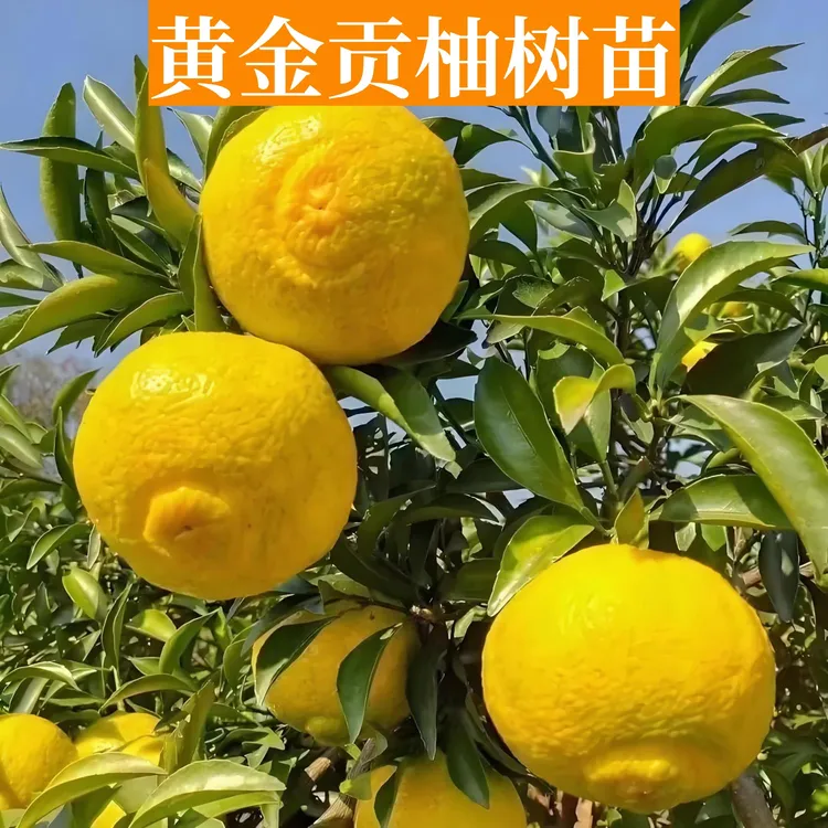 黄金贡柚苗南北方庭院地载种植嫁接果树苗盆栽春香桔柚苗当年结果