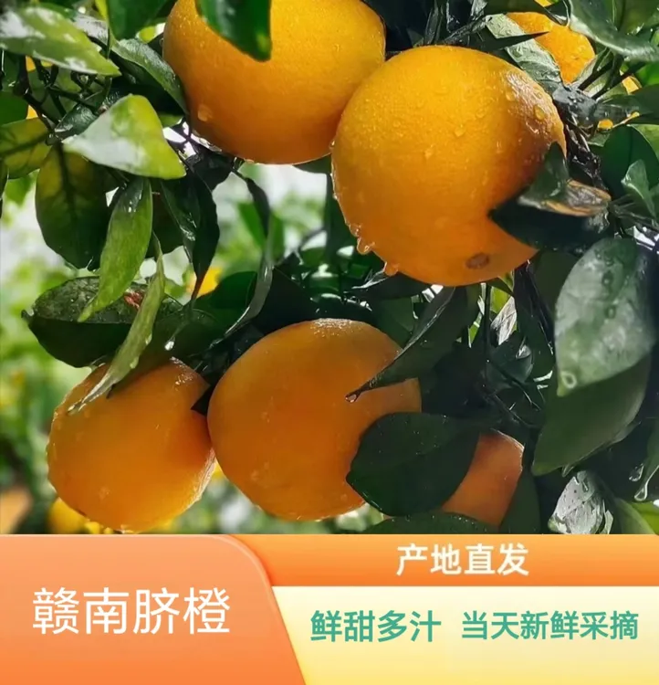 赣南脐橙新鲜现摘皮薄汁多江西产地直发包邮