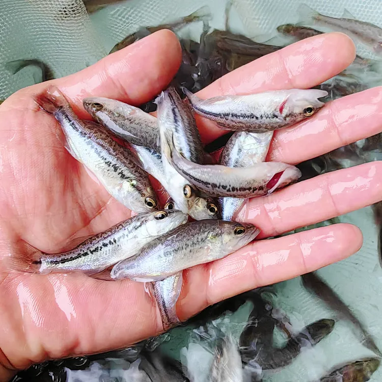 淡水鲈鱼加州鲈好养耐活冷水鱼卢鱼路亚肉芦鱼可观赏鱼苗猛鱼泸鱼