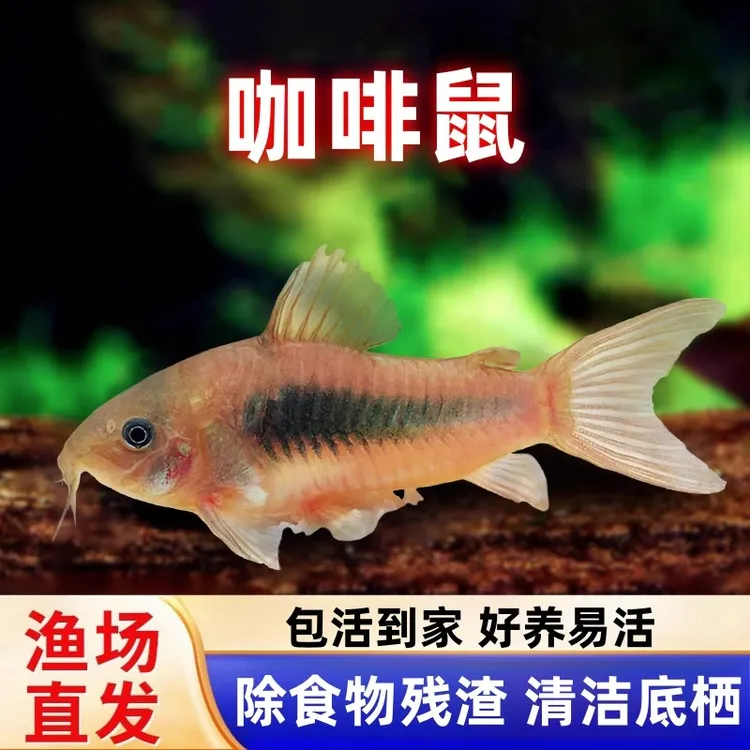 【中通快递】咖啡鼠鱼青铜鼠鱼热带淡水清洁工具鱼耐活观赏鱼