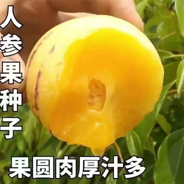 【人参果种子】早熟南方北方四季水果种子