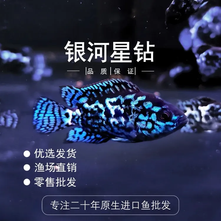 银河星钻三湖慈鲷短鲷淡水热带珍珠蝴蝶观赏鱼活体易活好养