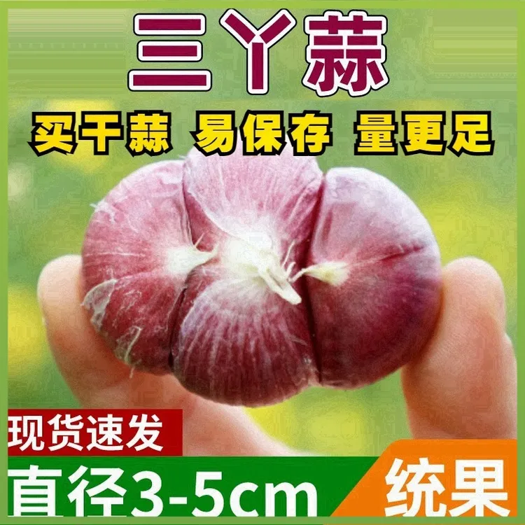 农家紫皮大蒜三丫蒜大果新鲜大蒜头晾晒干三瓣蒜非独头蒜蔬菜包邮
