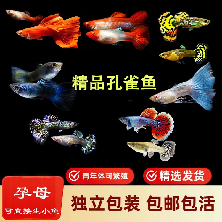 孔雀鱼小型活鱼观赏鱼热带淡水好养耐活新手繁殖生小鱼直播直销