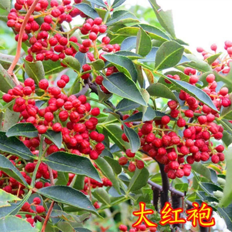四川汉源大红袍花椒苗红花椒苗花椒树红花椒树苗麻椒苗狮子头花椒