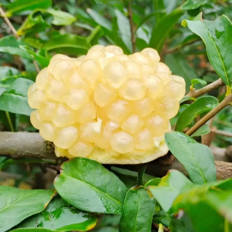 怀远石榴白花玉石籽中果含箱5斤装