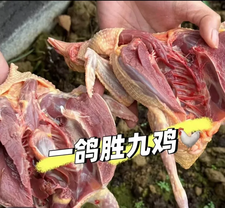 V只5年老鸽肉新鲜鸽子肉新鲜现杀土老鸽子肉生鲜
