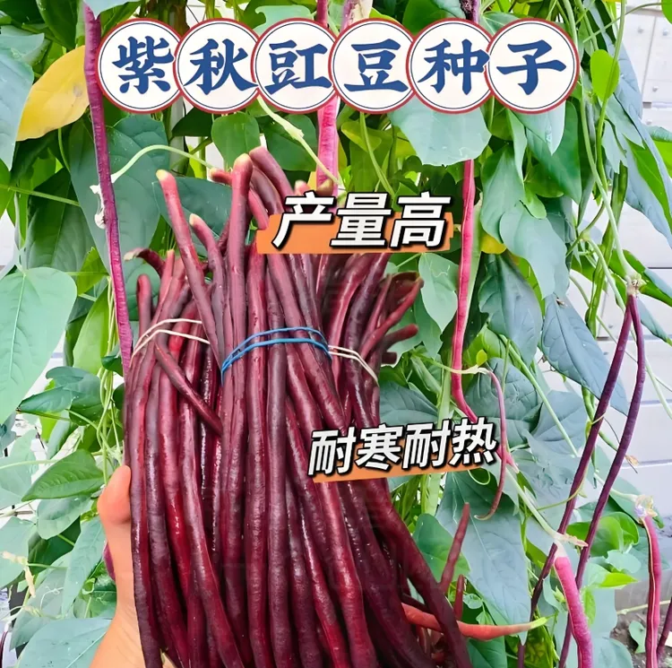 【紫豇豆种子】家庭阳台小院耐热四季种植盆栽地栽易种易活