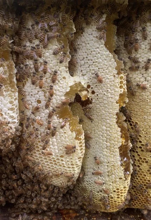 自家产的闽北野蜂蜜