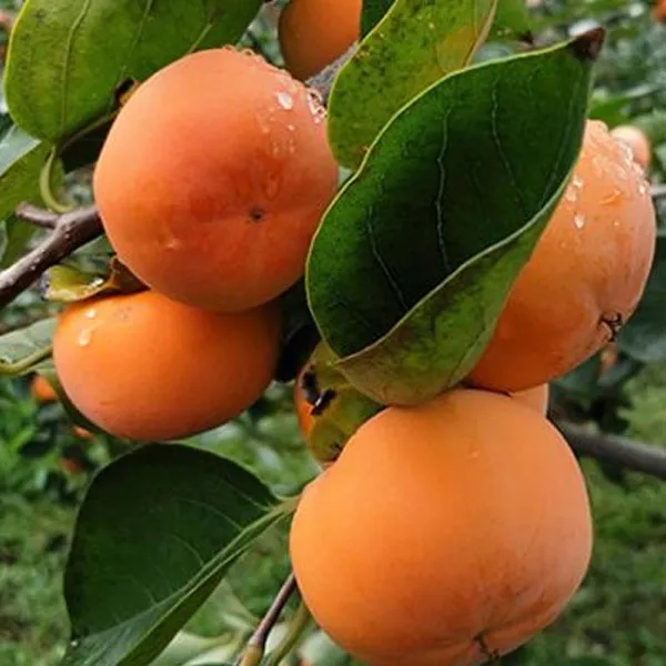 【正宗脆甜柿子苗】太秋甜柿果树苗庭院植物盆栽地栽四季种植