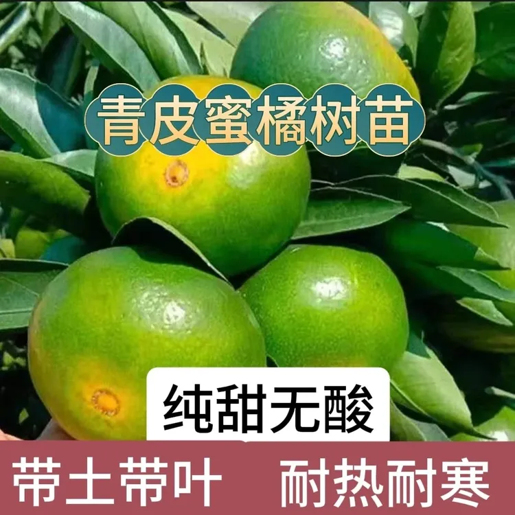 （带土带叶）早熟无核青皮蜜桔带土嫁接树苗全国庭院种植绿