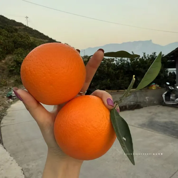 重庆市纽荷尔橙子