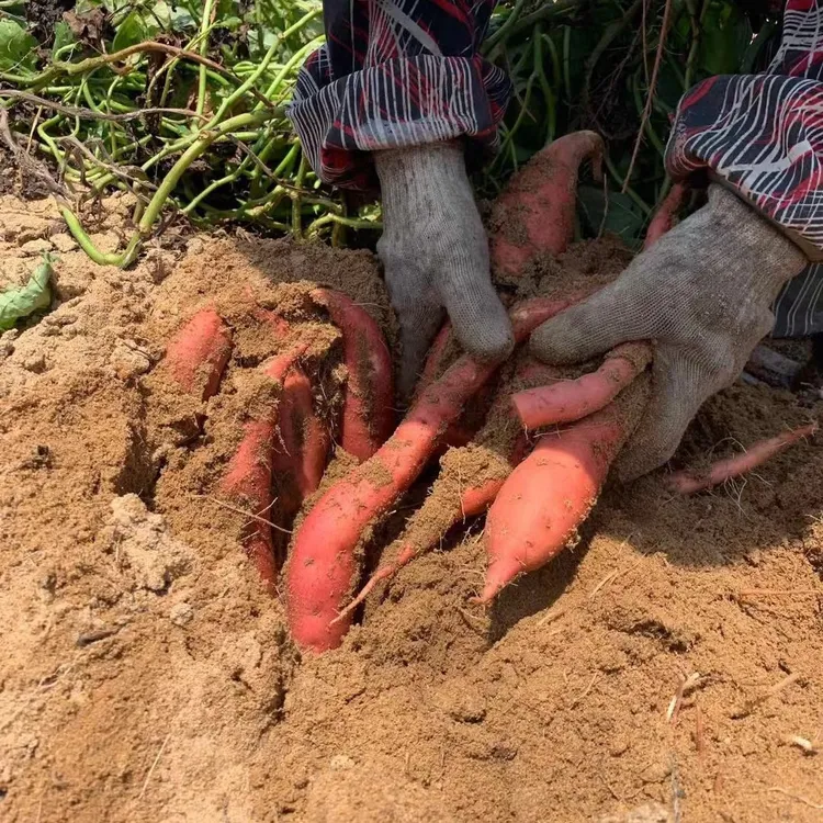 福建六鳌榴莲蜜薯地瓜软糯香甜新鲜现挖中果烤煮粉糯