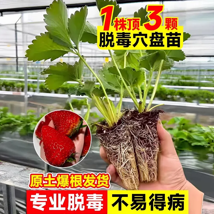 6颗/3颗草莓苗秧四季结果盆栽种子穴盘苗奶油大新苗玄玉红颜隋珠