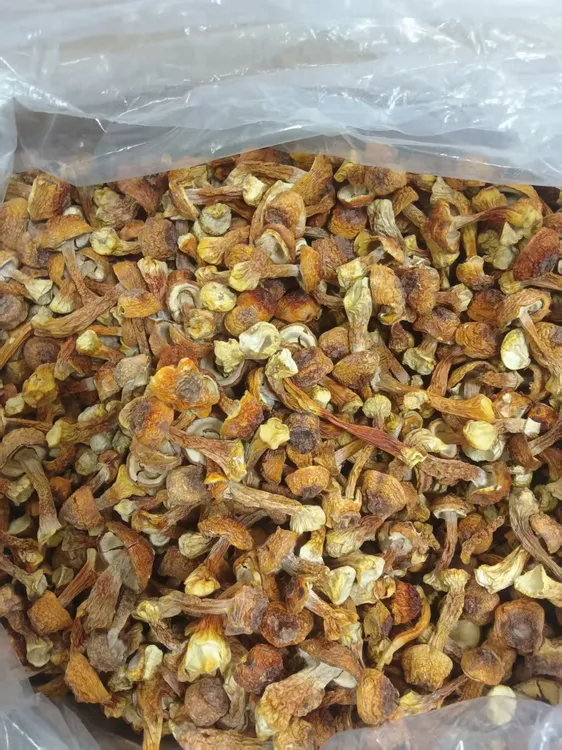 Z巴西菇姬松茸香气浓郁炖汤好搭档