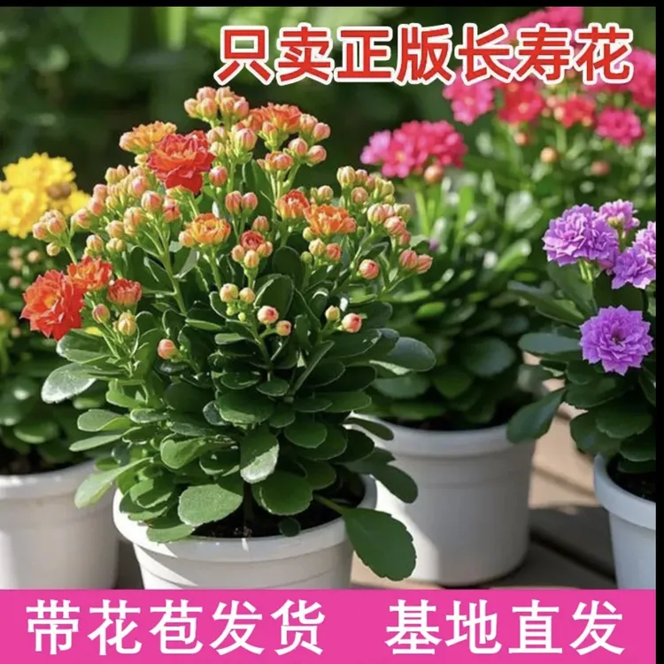 80盆长寿花带花苞盆栽重瓣大花苗四季常开室内花卉绿植易养植物