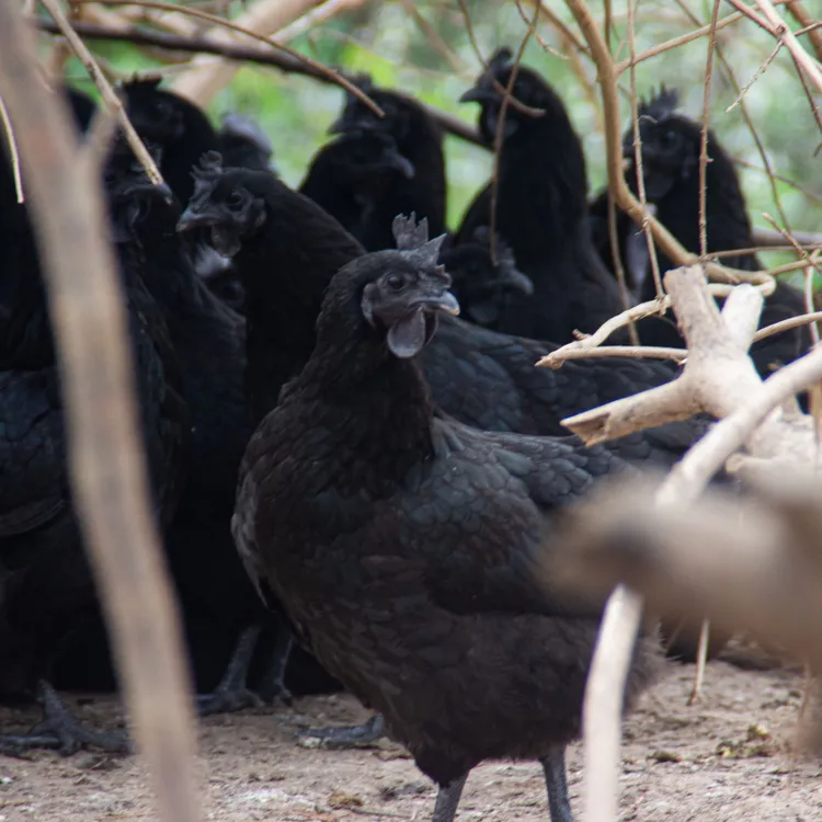 黑毛长尾五黑宠物鸡成鸡6斤发货
