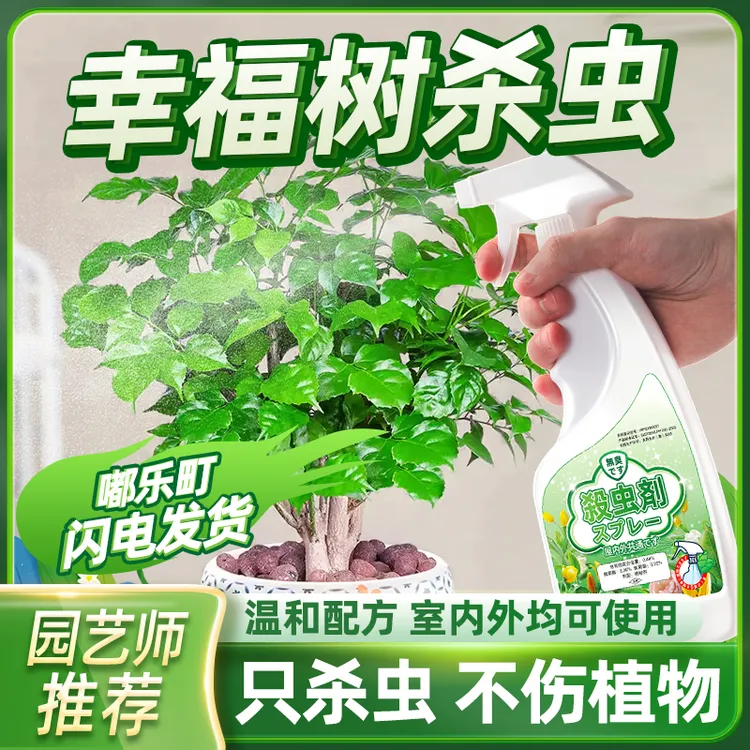 幸福树有虫子去虫杀虫剂发财小飞虫用药怎么办除虫药招财驱虫药生