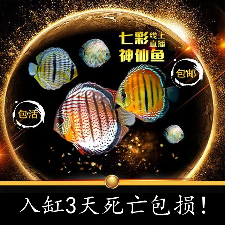 七彩神仙鱼家彩野血F1野彩系列品种大集合2条起发包损