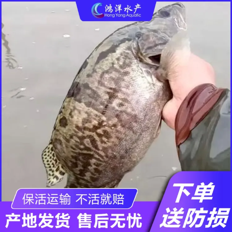 精品鳜鱼苗 翘嘴鳜 白鳜鱼桂花鱼冷水鱼宠物活体