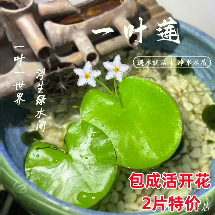 迷你一叶莲夏季带花苞水上浮萍窗台客厅净化四季好养水培植物阳光
