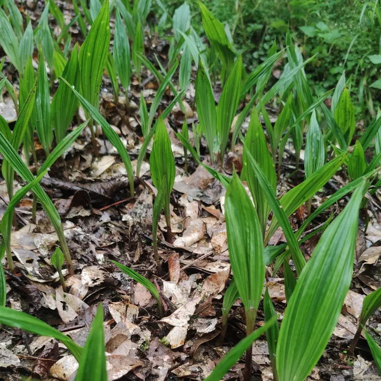 新鲜毛茨菇盆景一年苗10棵