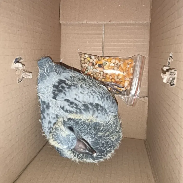 17天信鸽幼鸽可盘可训家飞引天落（鸽瘟腺病毒流感精品鸽好种鸽