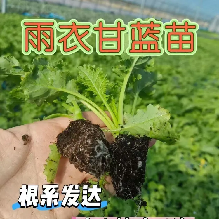 绿色羽衣甘蓝紫色羽衣甘蓝多年生食用蔬菜秧苗