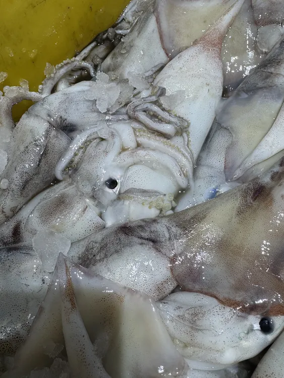 大刘海鲜【干板鱿鱼】白皮原浆鱿鱼一斤左右一条 顺风到家