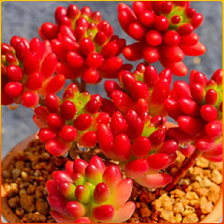 虹之玉 带土发货群生鲜艳好养多肉植物 窗台书房萌物绿植盆栽