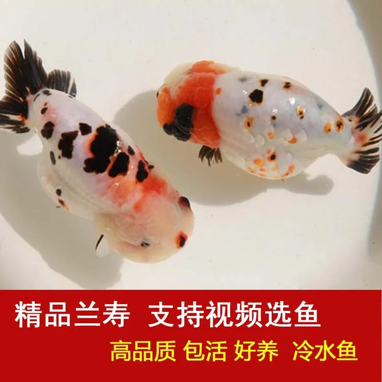 奶牛兰寿金鱼观赏鱼虎皮重墨冷水鱼福州发货好养活耐活