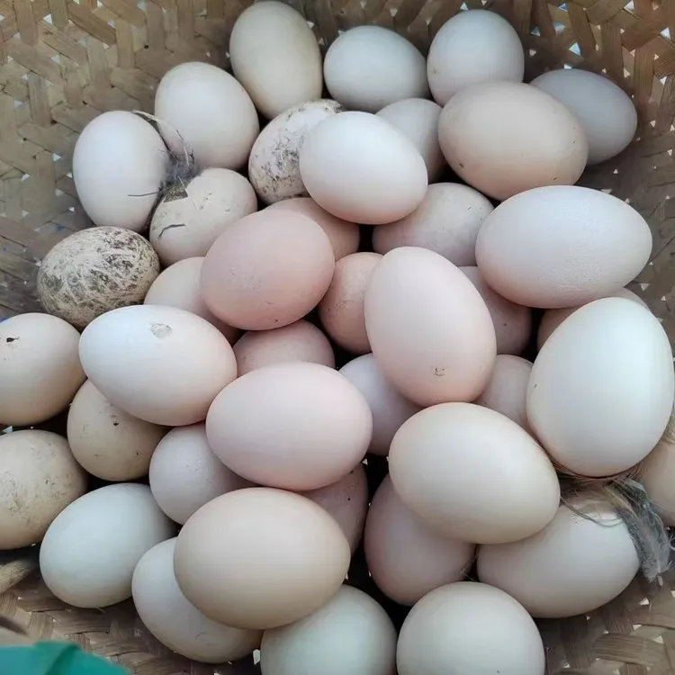 东北农村散养鸡蛋