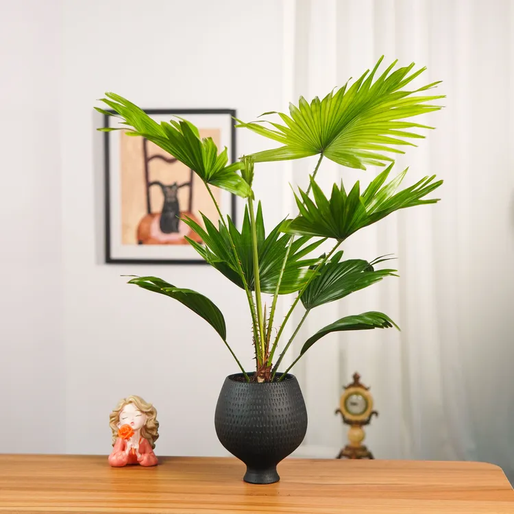 [热带绿伞]大扇叶蒲葵会呼吸的热带画扇室内美居颜值担当大叶绿植