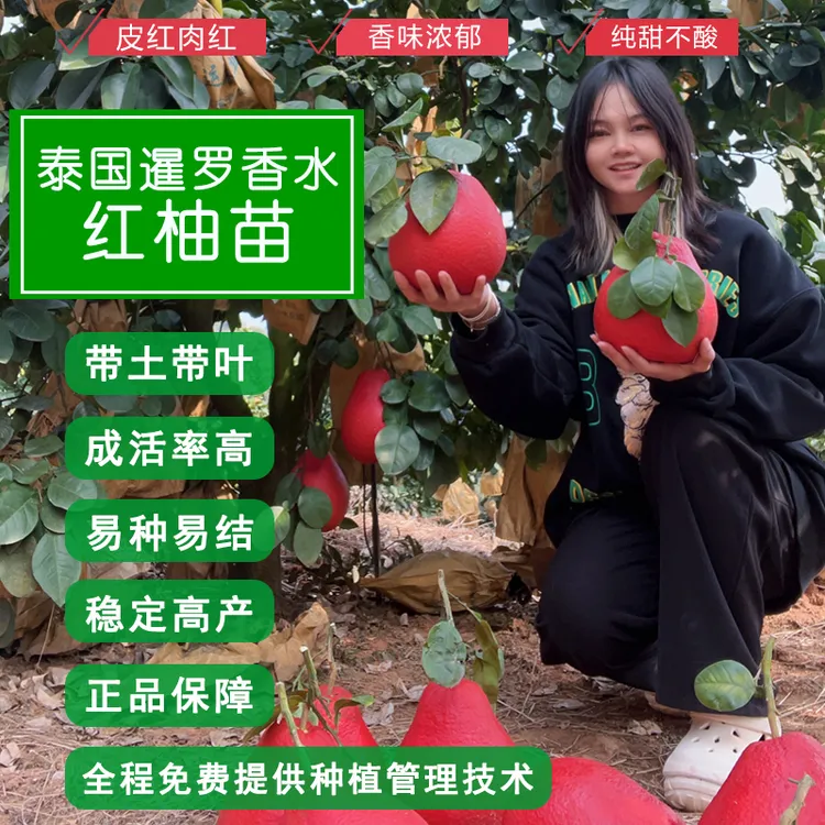 正宗泰国暹罗香水红柚嫁接苗/南方果树苗带土带叶/广西苗圃直发