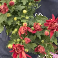 卞京红菊花盆栽带花苞耐热耐寒适合阳台庭院四