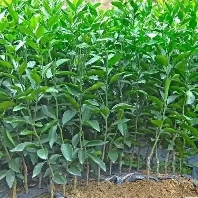 正宗无籽沃柑嫁接苗果树橘子苗果苗