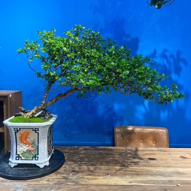 【霸气侧飘】海岛栀子花盆景适合室内外茶空间摆放