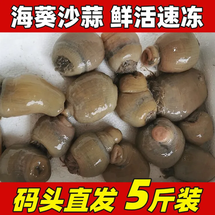 新鲜海葵沙蒜食用鲜活冷冻5斤海花海腚根红海葵沙蒜豆面商用海鲜