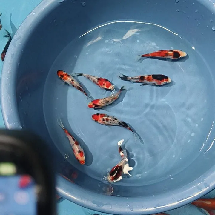 短尾五花红白草金鱼活体观赏鱼冷水淡水鱼好养耐活池塘鱼缸家用