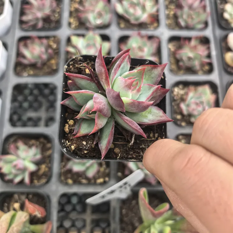 精品多肉植物惊鸿仙子