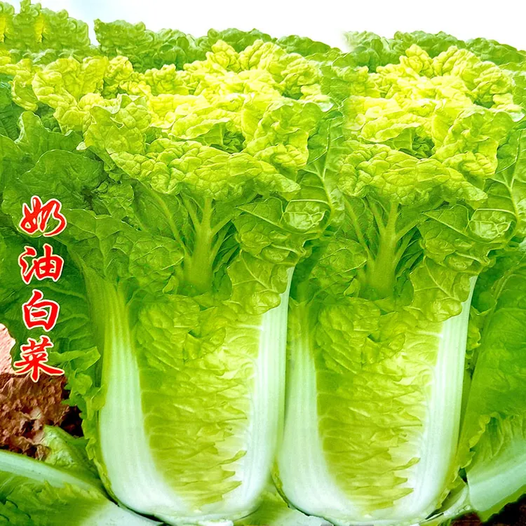奶油黄心大白菜种子秋季高产晚熟高桩直筒黄心大白菜种籽蔬菜种子
