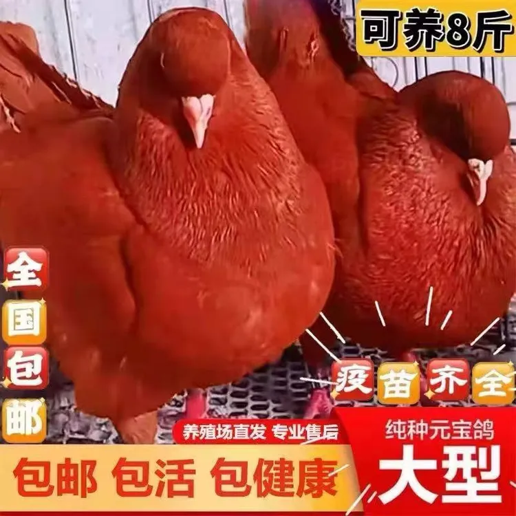 正宗大体元宝鸽观赏种鸽纯种活物可繁殖一对一公一母肥料有机肥