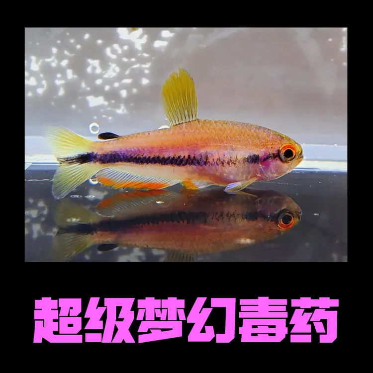 【YS超毒&梦毒】观赏鱼 热带鱼 灯科鱼