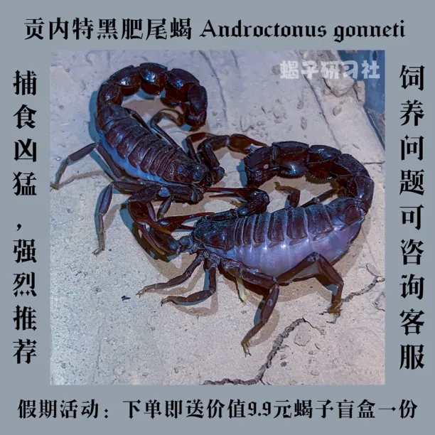 贡内特黑肥尾蝎 Androctonus gonneti宠物蝎沙漠蝎送饲养套餐