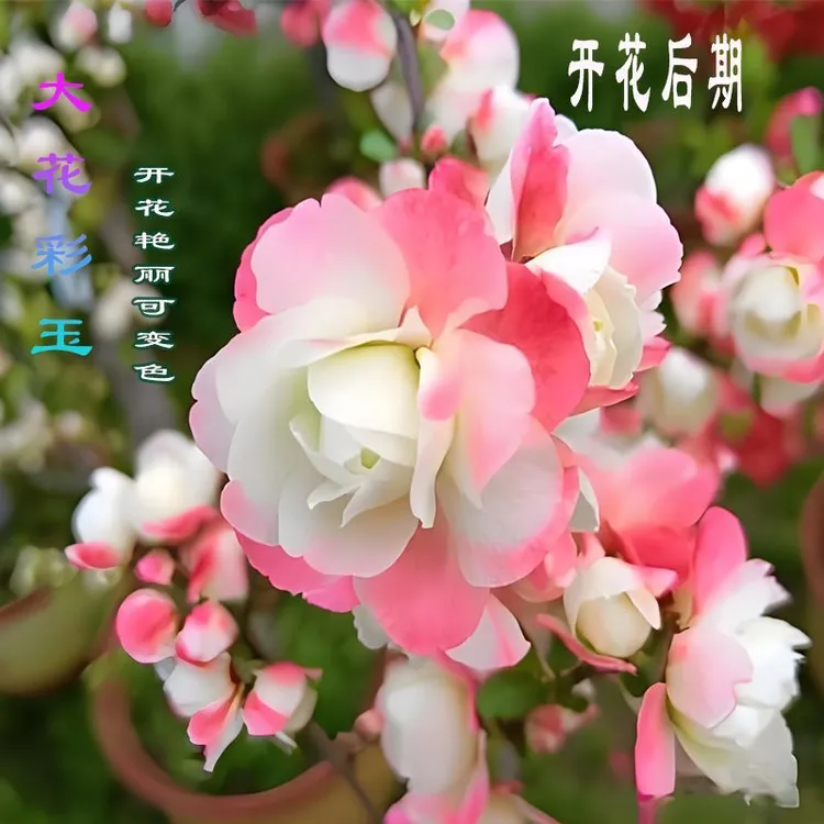 带花苞彩玉海棠开花彩色四季海棠花复色盆栽地栽室内海棠花盆栽