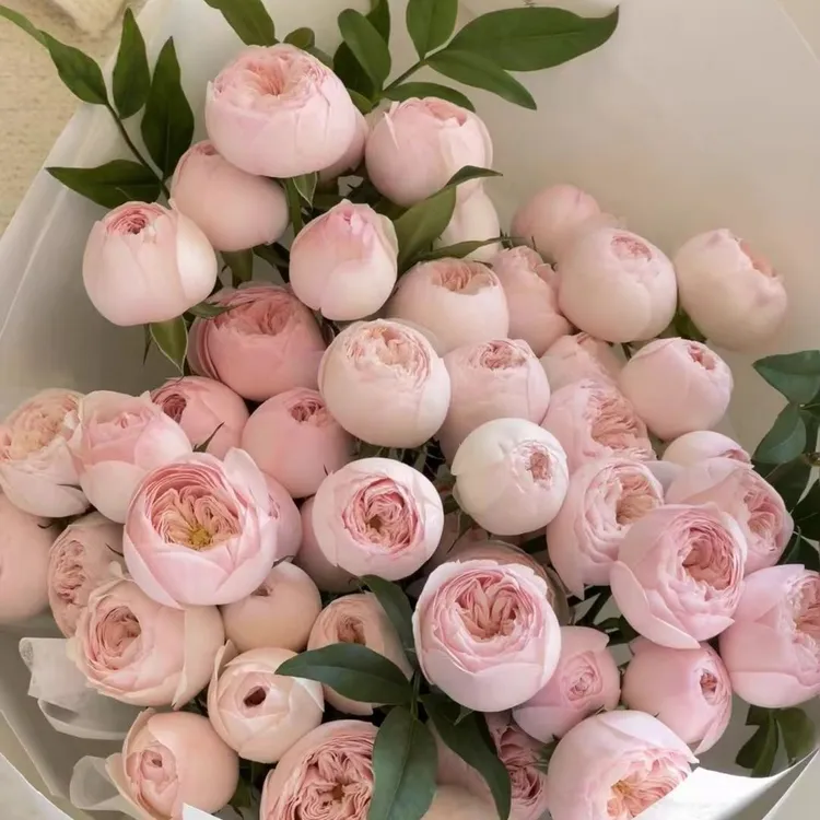 酷皮玫瑰A级稀有多头玫瑰云南昆明鲜花基地直发顺丰冷链包邮